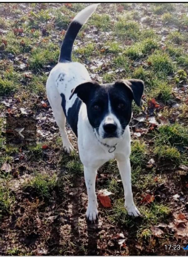 Polka 6anni salvata 3anni fa da 1lager MILANO Foto 4