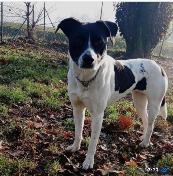 Polka 6anni salvata 3anni fa da 1lager MILANO Foto 6