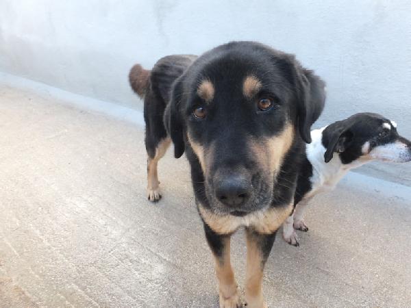 Africa Bella E Dolcissima