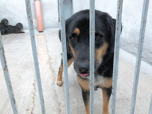 Africa bella e dolcissima Foto 2