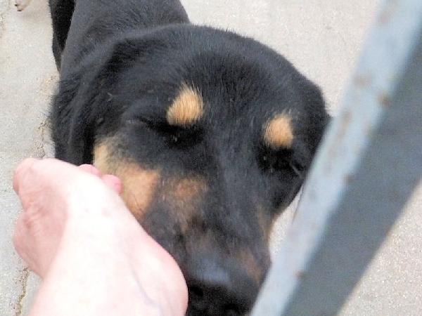 Africa bella e dolcissima Foto 4