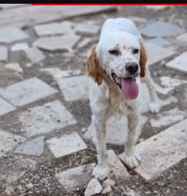 Casper 3anni e 1/2 kg12 mollato pelle ed ossa.GARGANO Foto 2