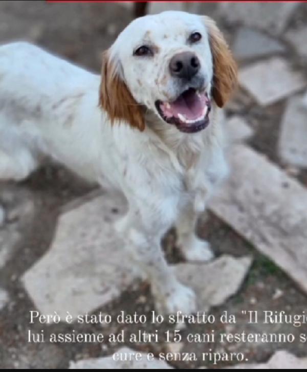 Casper 3anni e 1/2 kg12 mollato pelle ed ossa.GARGANO Foto 6