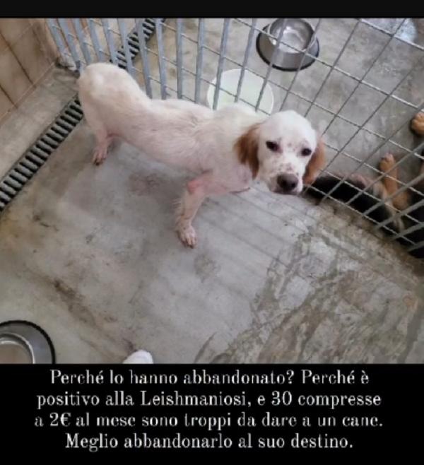 Casper 3anni e 1/2 kg12 mollato pelle ed ossa.GARGANO Foto 9