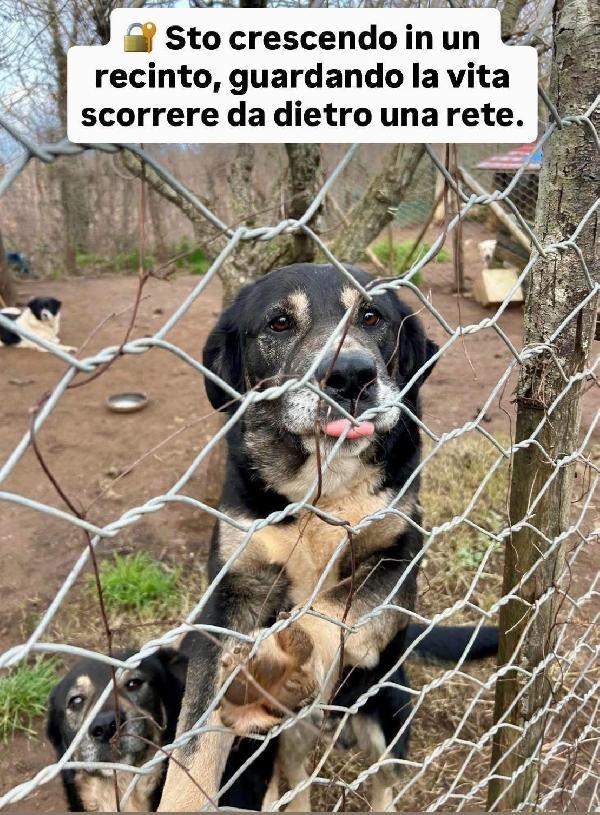 Lillo Splendido Giovanotto Cerca Famiglia 