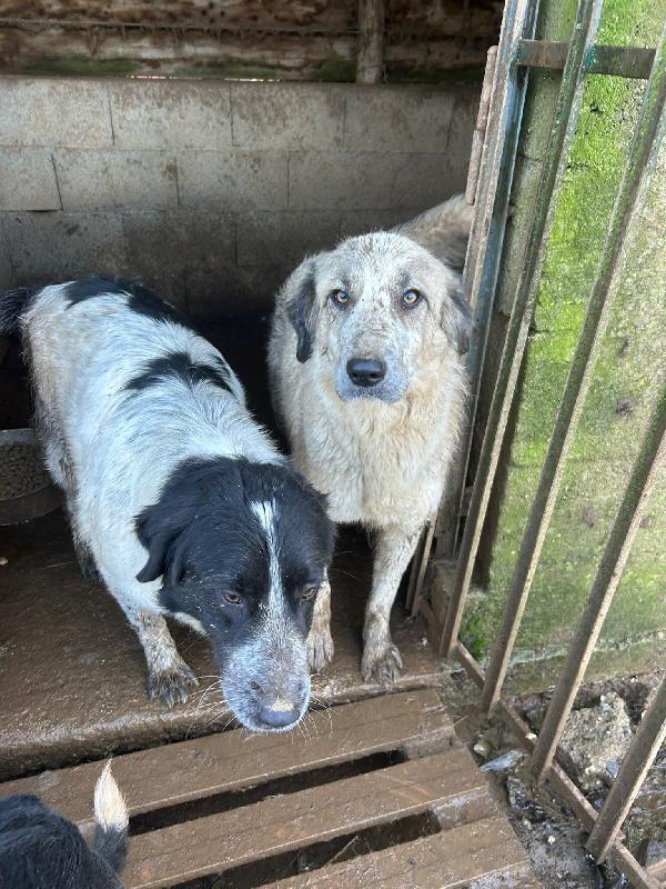 Gracy splendida dolce giovanotta cerca casa  Foto 2