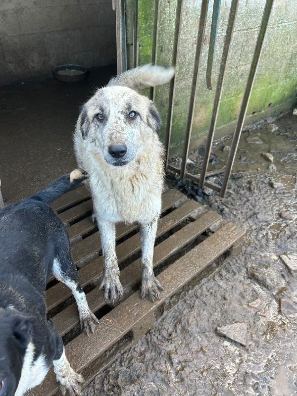 Gracy splendida dolce giovanotta cerca casa  Foto 7