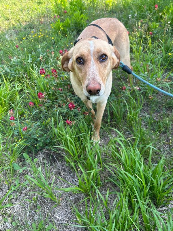 Rosy Splendida Dolce Simil Segugio Cerca Famiglia 