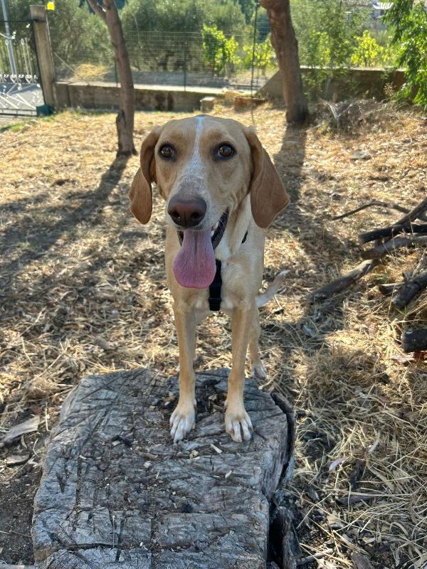 Rosy splendida dolce simil segugio cerca famiglia  Foto 3
