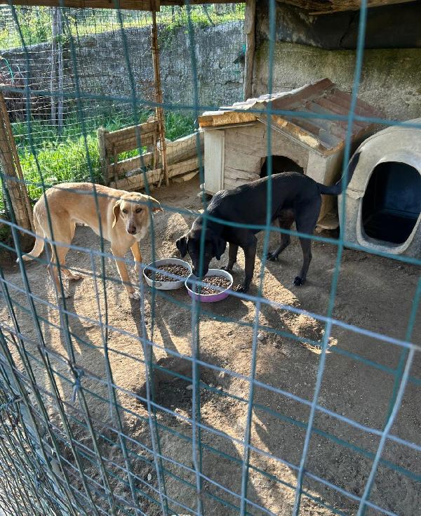 Rosy splendida dolce simil segugio cerca famiglia  Foto 4