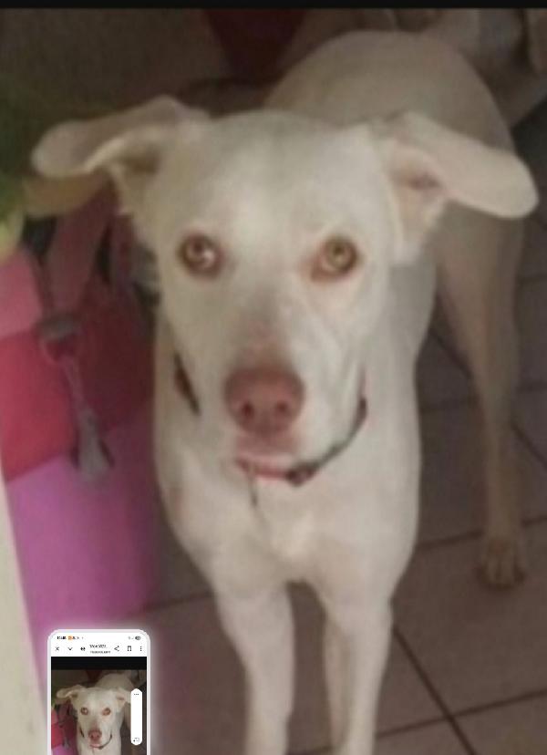 Akira 4/5Anni Occhi Ambra Rinuncia Di Proprietà. Napoli