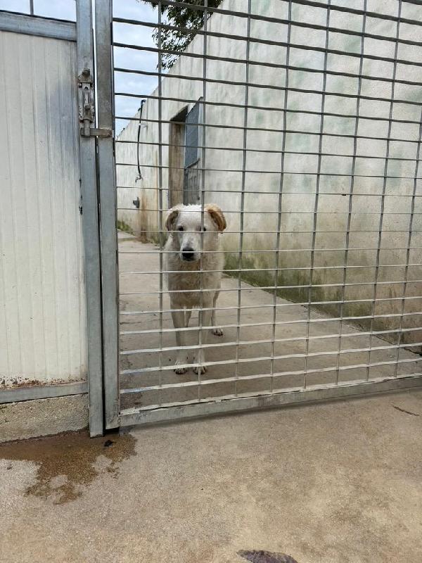 Ugo splendido giovanotto cerca casa  Foto 3