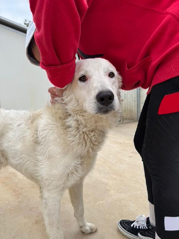 Ugo splendido giovanotto cerca casa  Foto 4