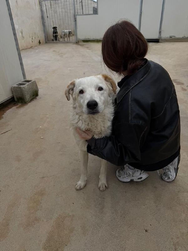 Ugo splendido giovanotto cerca casa  Foto 5