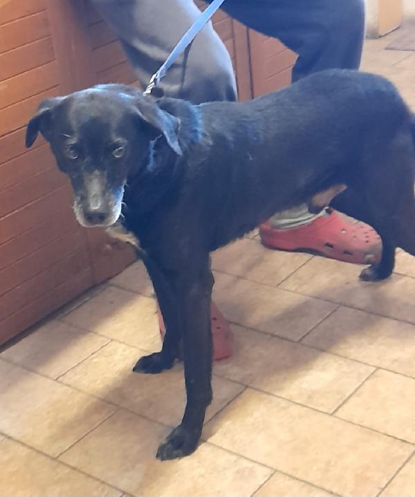 Mozart 6Anni Nero Stava X Entrare In 1Lager! Toscana