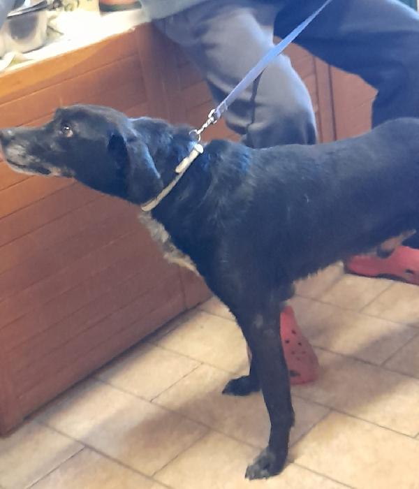 Mozart 6anni nero STAVA X ENTRARE IN 1LAGER! TOSCANA Foto 2