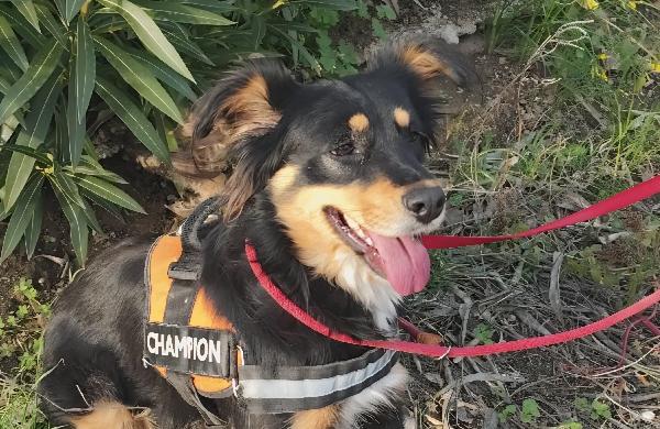 Zara Cagnolina Taglia Medio Piccola 