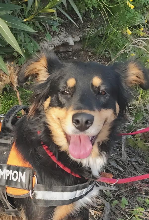 ZARA cagnolina taglia medio piccola  Foto 2