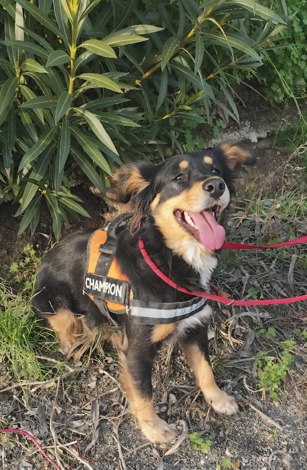 ZARA cagnolina taglia medio piccola  Foto 3