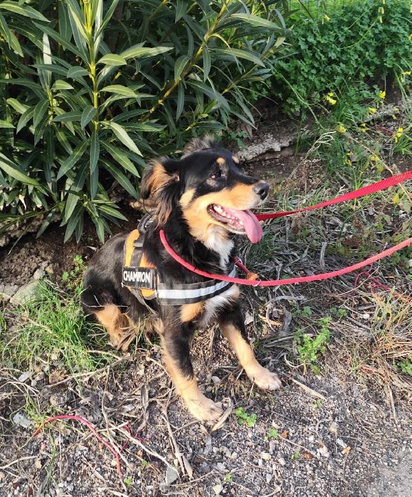 ZARA cagnolina taglia medio piccola  Foto 5