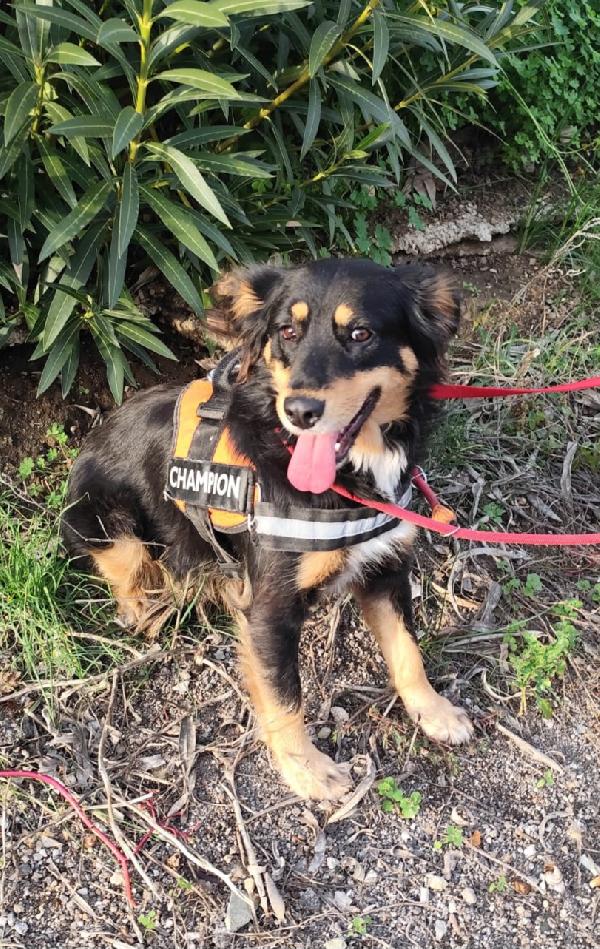 ZARA cagnolina taglia medio piccola  Foto 6