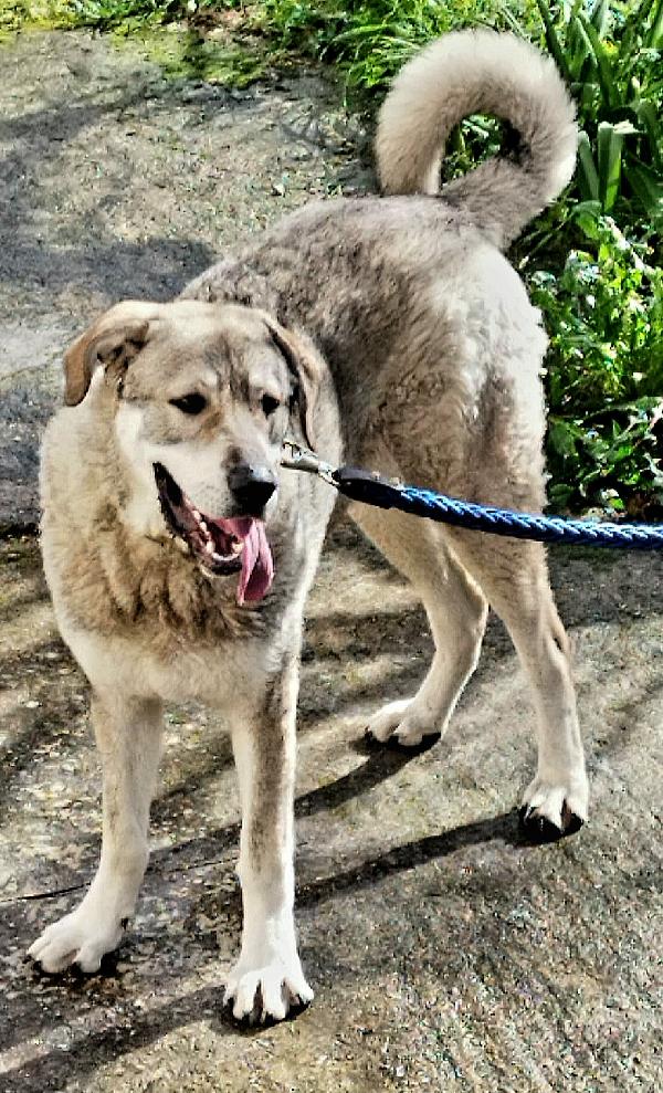 CUCCIOLONE BALOO Foto 2