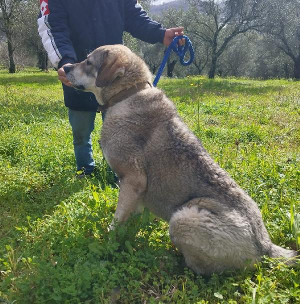 CUCCIOLONE BALOO Foto 4