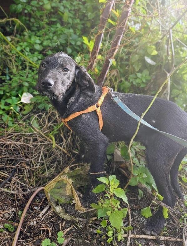 UNA MAMMA PER SYRIA Foto 2