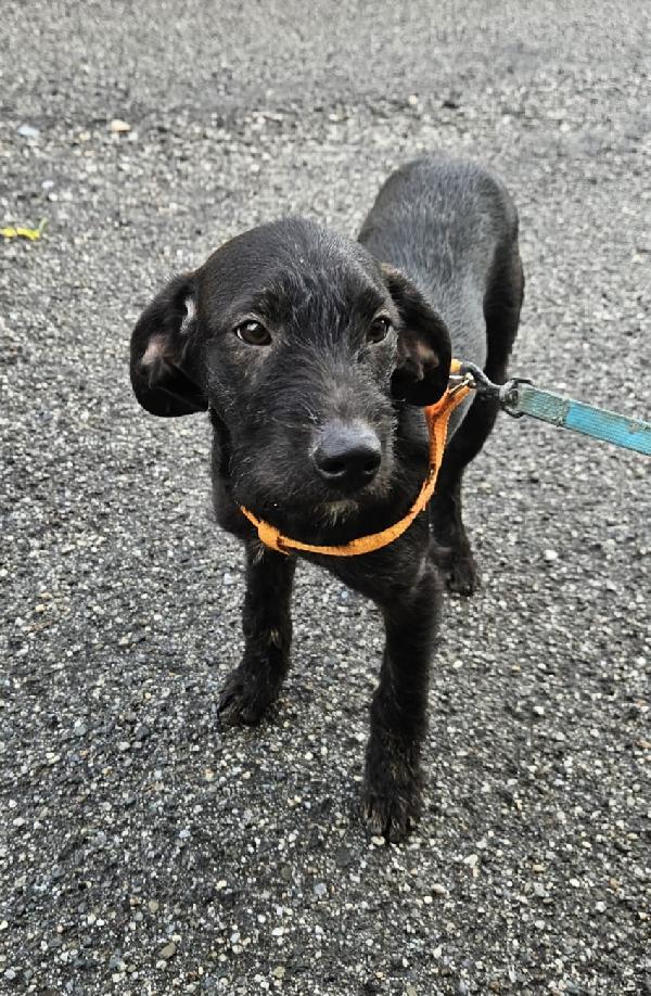 UNA MAMMA PER SYRIA Foto 3