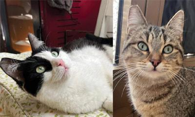 Grace E Gilda: Gattine Di 10 Mesi Cercano Famiglia