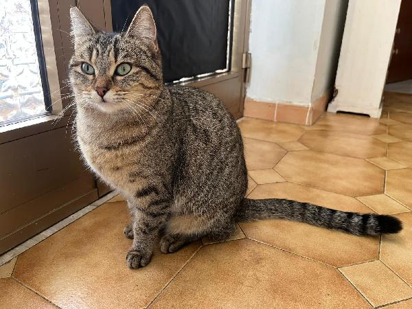 GRACE E GILDA: GATTINE DI 10 MESI CERCANO FAMIGLIA Foto 2