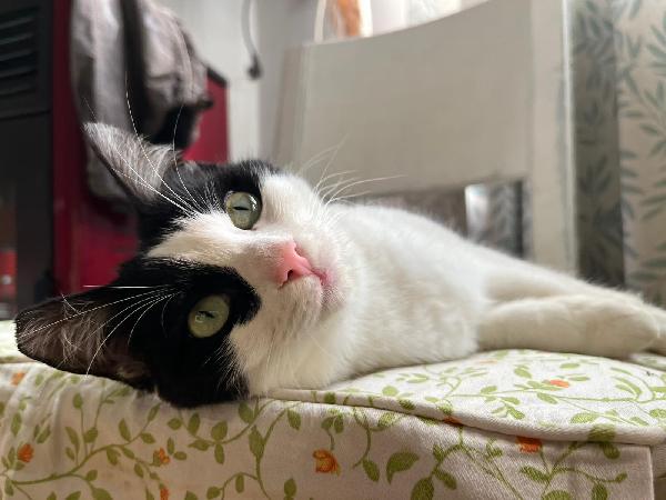 GRACE E GILDA: GATTINE DI 10 MESI CERCANO FAMIGLIA Foto 3