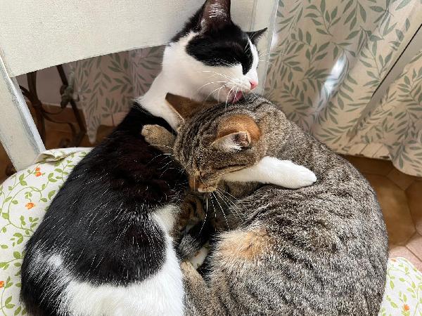 GRACE E GILDA: GATTINE DI 10 MESI CERCANO FAMIGLIA Foto 4