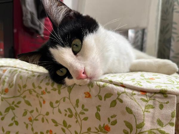 GRACE E GILDA: GATTINE DI 10 MESI CERCANO FAMIGLIA Foto 6