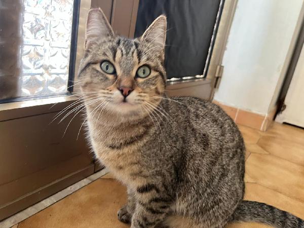 GRACE E GILDA: GATTINE DI 10 MESI CERCANO FAMIGLIA Foto 7