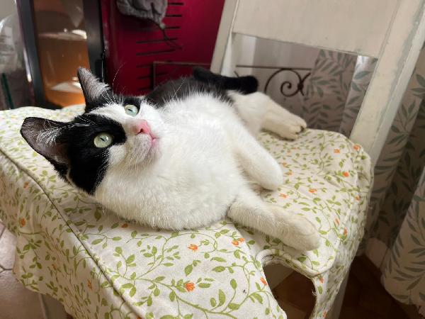 GRACE E GILDA: GATTINE DI 10 MESI CERCANO FAMIGLIA Foto 8