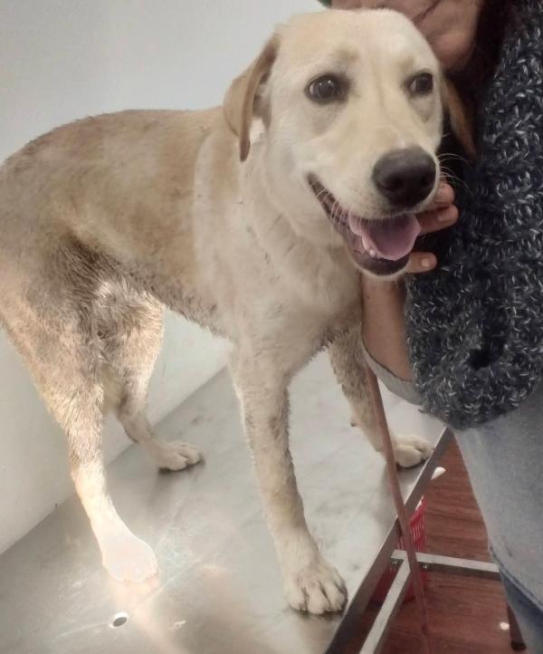 Nina 2 anni, simil labrador  Foto 2