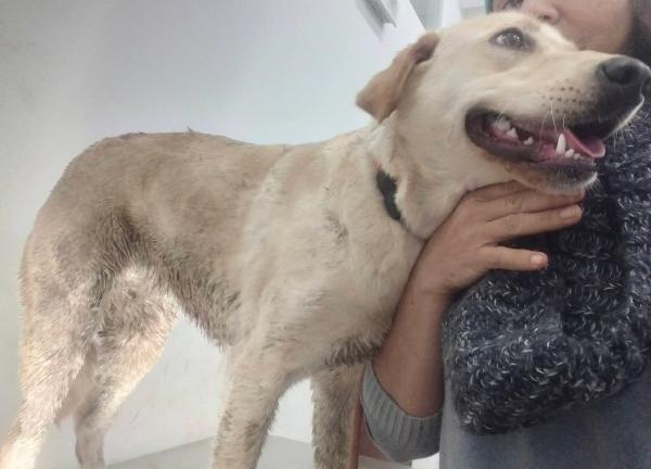 Nina 2 anni, simil labrador  Foto 5