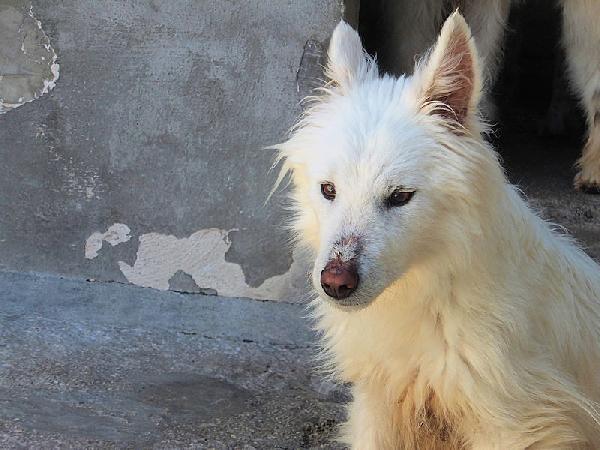 Rubino bello e socievole Foto 4