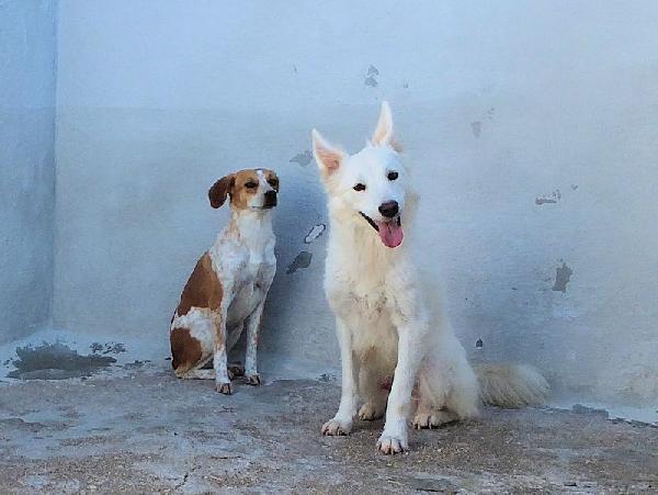 Rubino bello e socievole Foto 5