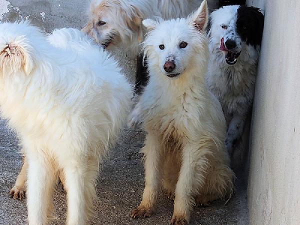 Rubino bello e socievole Foto 7