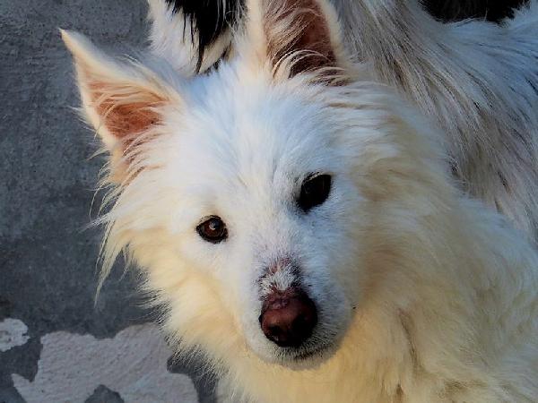 Rubino bello e socievole Foto 8