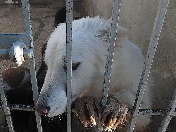 Rubino bello e socievole Foto 9