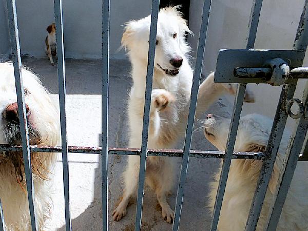 Rubino bello e socievole Foto 10