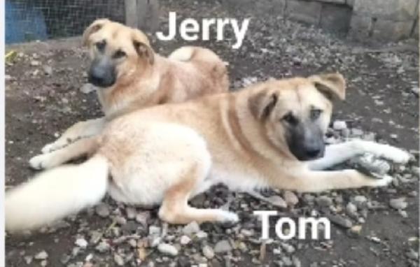 Tom e Jerry 2anni salvati cuccioli BASILICATA Foto 2