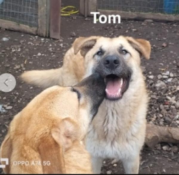 Tom e Jerry 2anni salvati cuccioli BASILICATA Foto 3