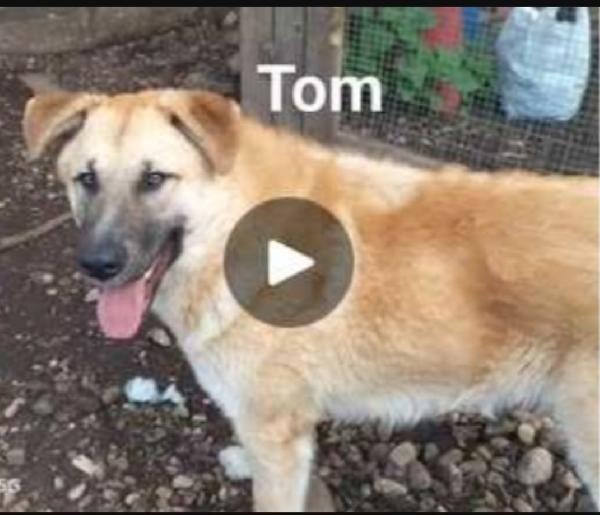 Tom e Jerry 2anni salvati cuccioli BASILICATA Foto 4