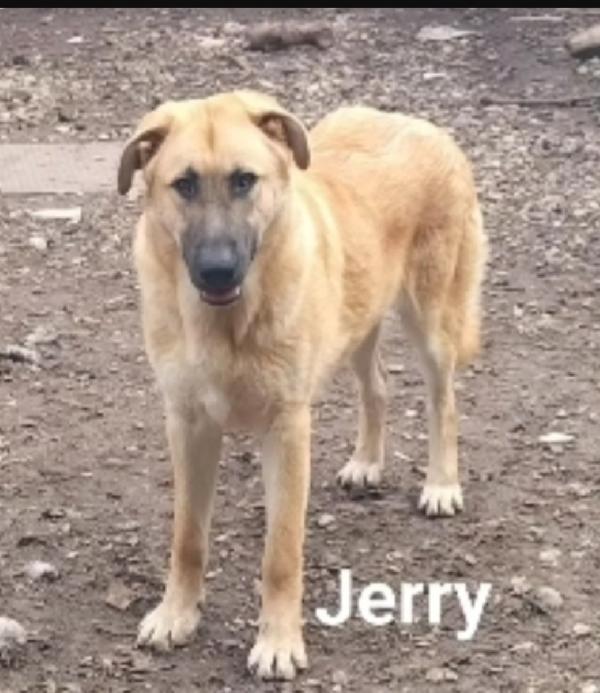Tom e Jerry 2anni salvati cuccioli BASILICATA Foto 6