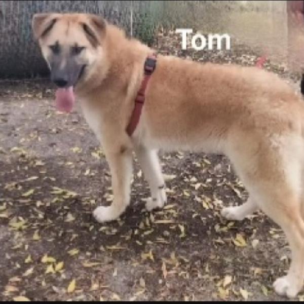 Tom e Jerry 2anni salvati cuccioli BASILICATA Foto 7