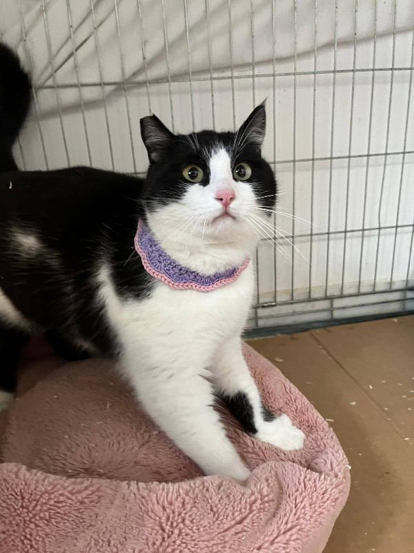 Sissi, Giovane Gattina Super Coccolona